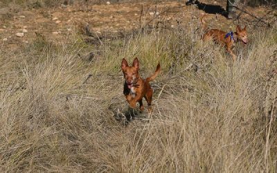 Sax acogerá la final de la copa autonómica de Podenco Andaluz, Maneto y Podenco Orito Español 2023