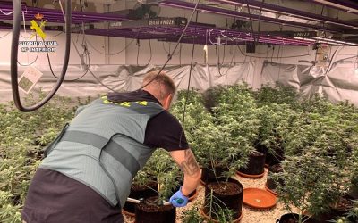 La Guardia Civil desmantela una plantación de marihuana en un chalet de Sax