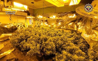 Detenidas cinco personas y desmantelada una plantación de marihuana en Sax