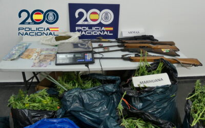 Se han desmantelado más de 650 plantas de marihuana en propiedades rurales situadas entre Sax y Elda, así como en una vivienda en Petrer