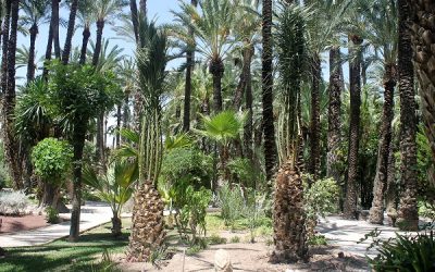 Regeneración planificada en el Huerto del Cura: nuevas palmeras datileras para preservar el paisaje histórico