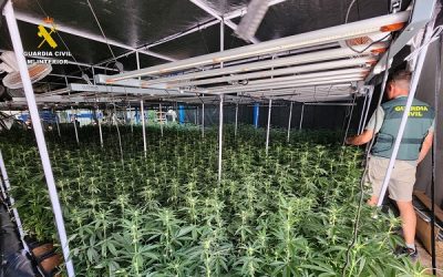 Desmantelada una plantación de marihuana ubicada en el interior de una nave industrial de la localidad de Salinas