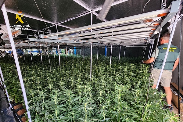 Desmantelada una plantación de marihuana ubicada en el interior de una nave industrial de la localidad de Salinas