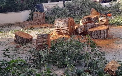 Desde VOX Sax denuncian la vergonzosa dejadez ambiental del Ayuntamiento: Sax se está muriendo y su gobierno mira hacia otro lado