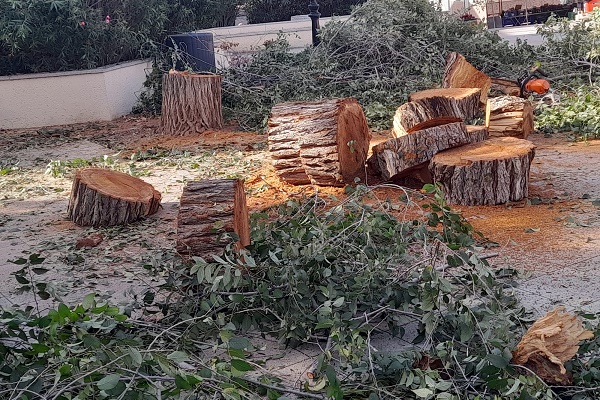 Parques y jardines Sax tala de arbol 1