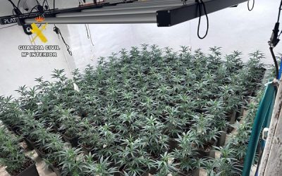 La Guardia Civil ha desmantelado una plantación de marihuana en Sax