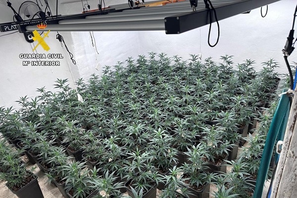 La Guardia Civil ha desmantelado una plantación de marihuana en Sax