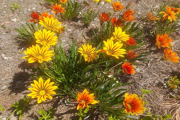 Flores campo
