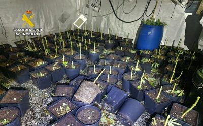 Desmanteladas varias plantaciones de marihuana en viviendas de Sax y Petrer, en la operacion detienen a dos personas