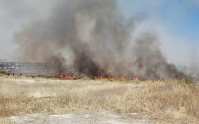Sax clama por su gestión ambiental: la indignación vecinal inunda las redes sociales ante la acumulación de basura, plagas e incendios
