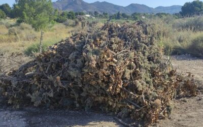El edil Juan Francisco Martínez insta a reforzar la protección del patrimonio natural y las viviendas de campo en Sax