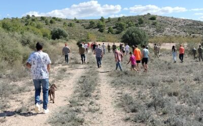 Sax se convierte en el epicentro de la caza con el VII Campeonato Autonómico de Trabajo para Podenco Andaluz, Maneto y Orito Español